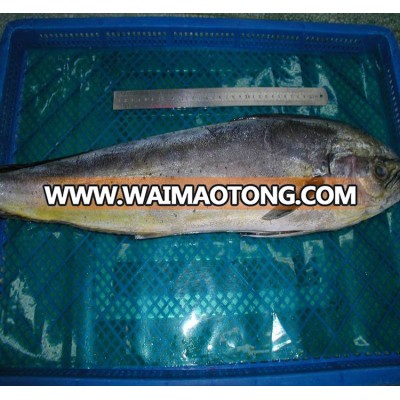 Skin on frozen Mahi Mahi fillet with EU standard