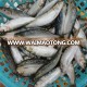 Suppliers frozen sardine fish price for sale